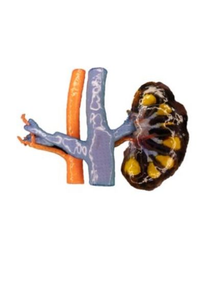 Picture of Kidney Clear