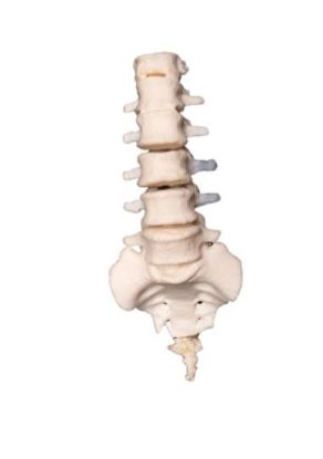 Picture of Spine No Discs Normal - FDM